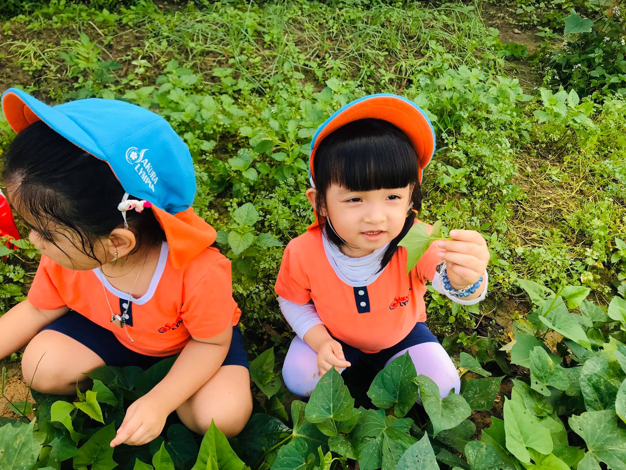 [SAKURA - OLYMPIA] TRẺ KHÁM PHÁ THẾ GIỚI THỰC VẬT QUANH SÂN TRƯỜNG